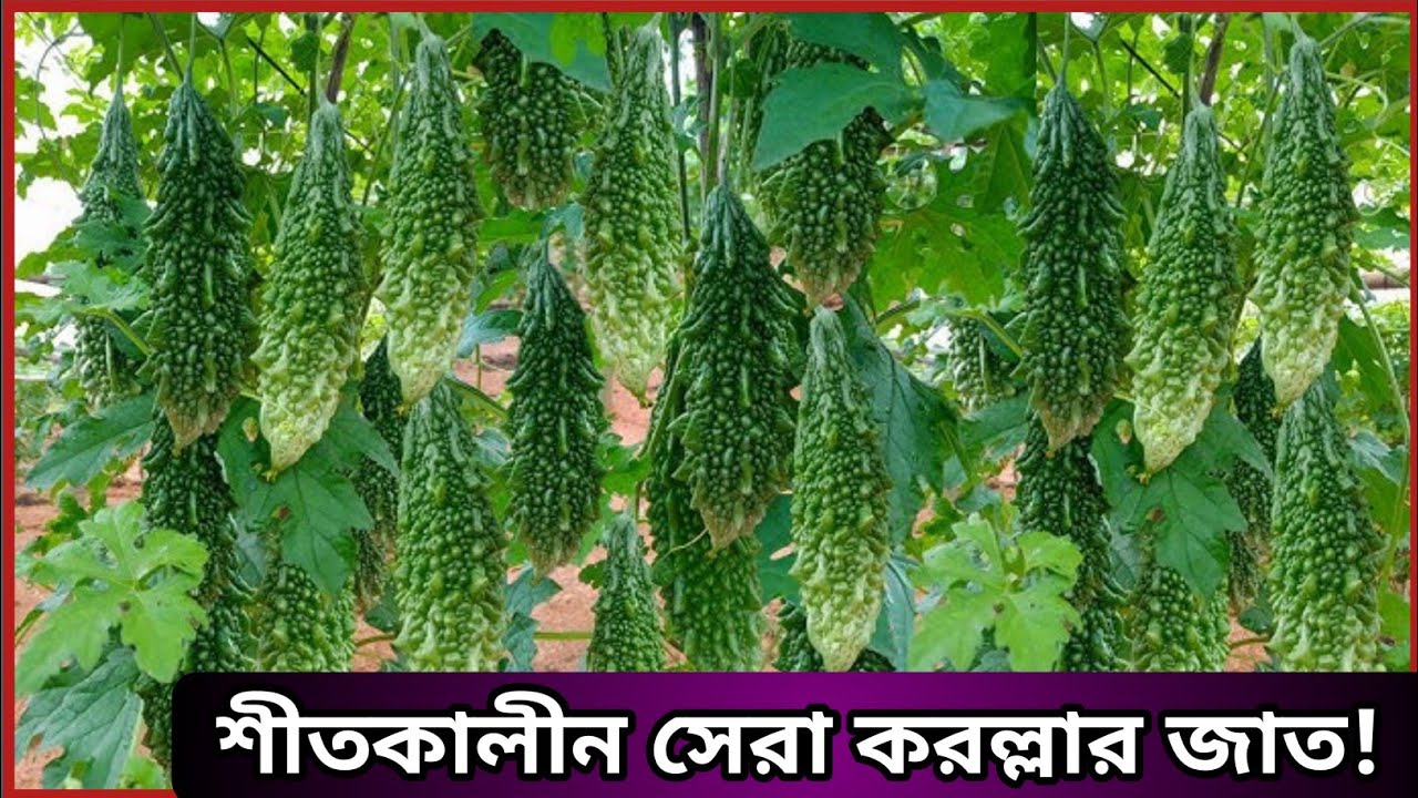 স্মার্ট পদ্ধতিতে করল্লা চাষে বাম্পার ফলনের ট্রিক্স।।
