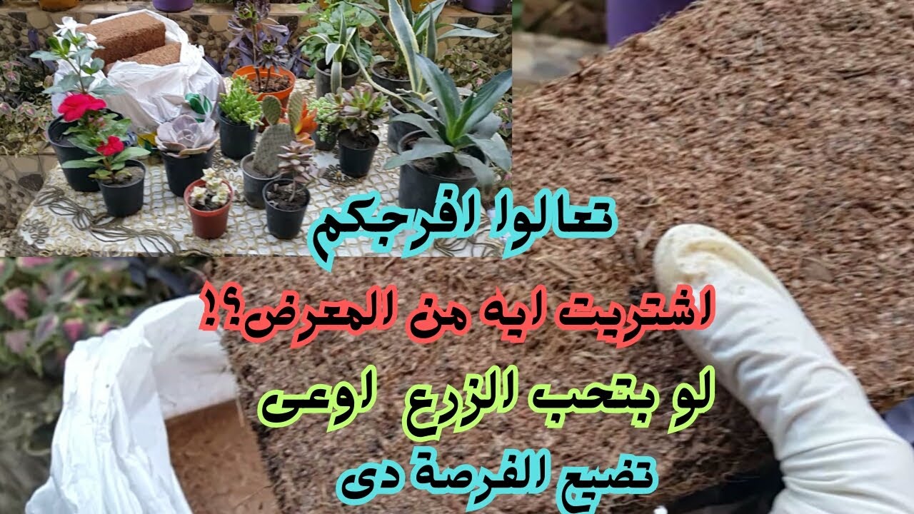 جولة داخل معرض الزهور 2024 المتحف الزاراعى بالدقى - وهفرجكم على مشترياتى من المعرض !!