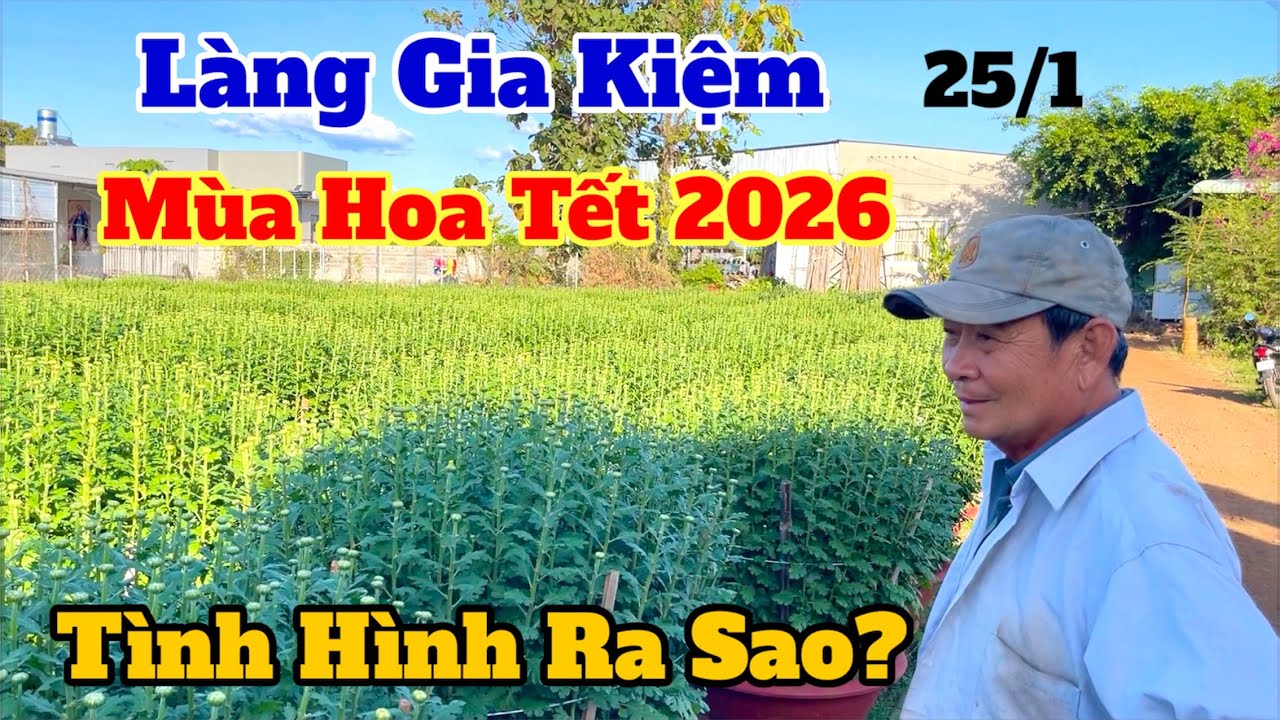 Làng gia kiệm mùa hoa tết 2026, tình hình ra sao?