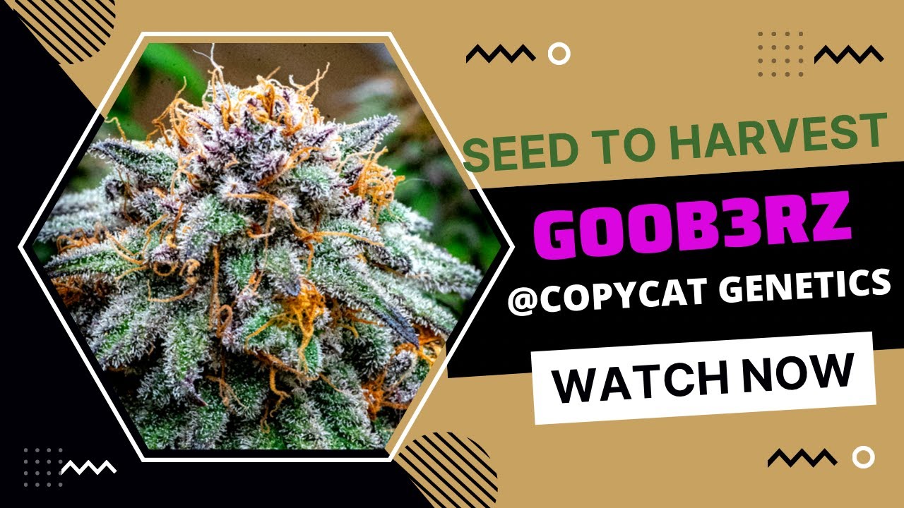 SEED TO HARVEST GOOBERS (GOOb3rZ ) FROM COPYCAT GENETICS