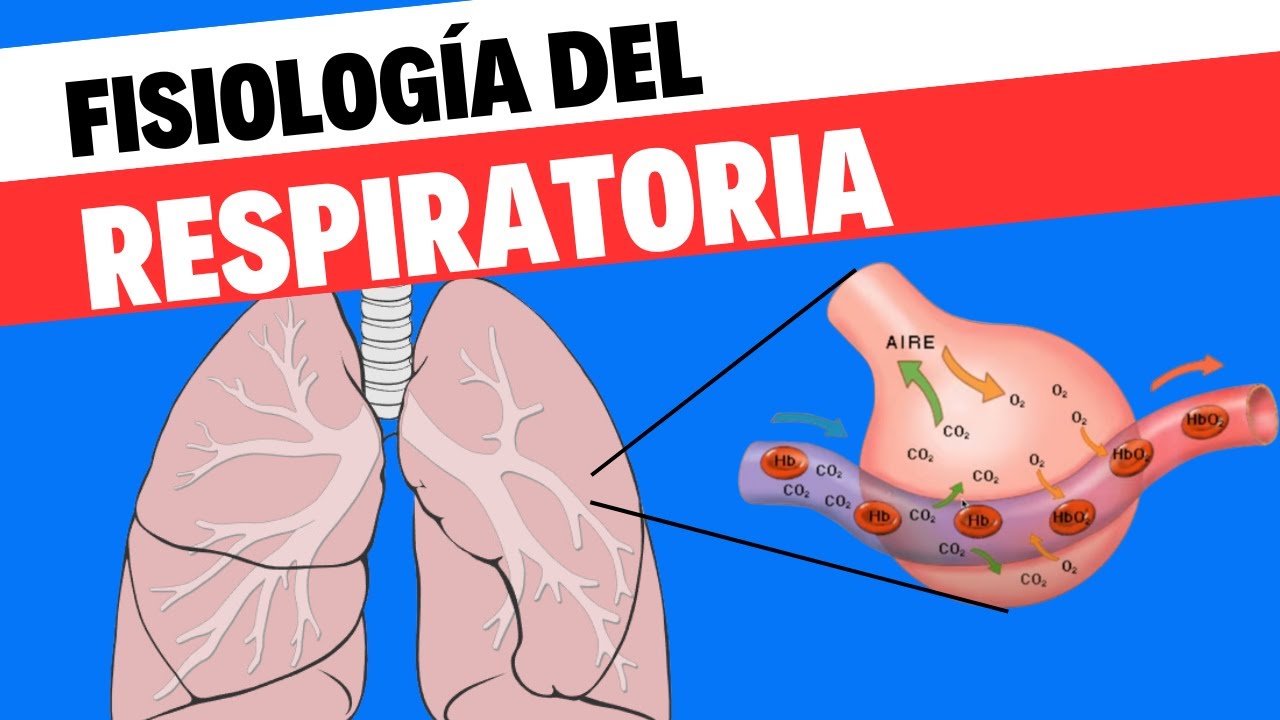 Fisiología respiratoria