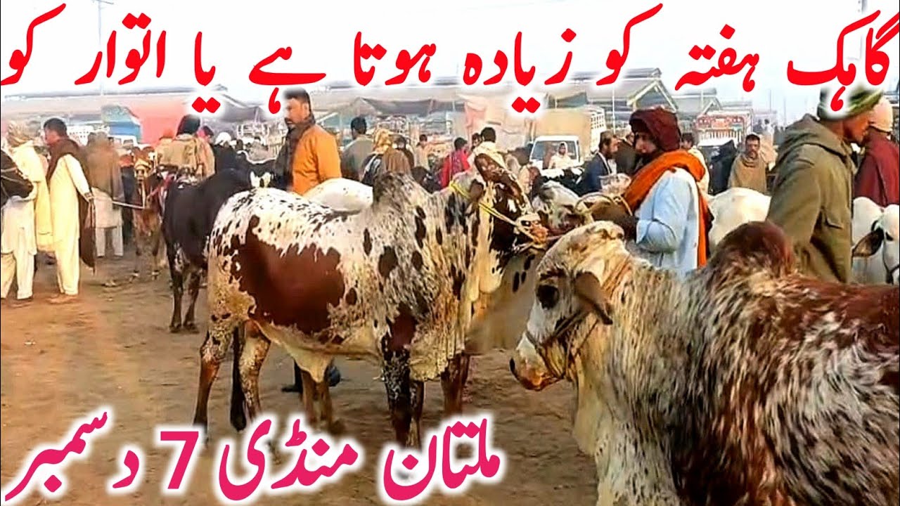 Multan Cattle Mandi 2025 — Sahiwal & Cholistani Bachray ke Real Rates | Global Village Farming
