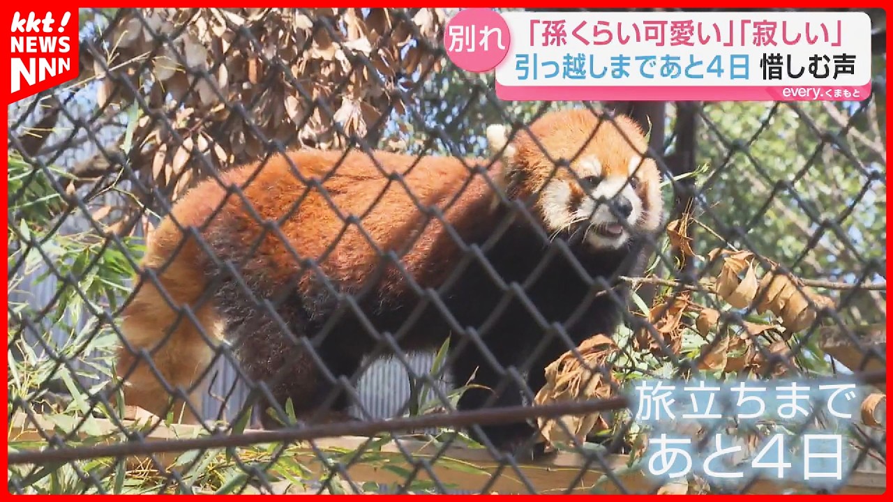 【寂しい】レッサーパンダの杏香 熊本→愛知へ別れ直前に多くの人