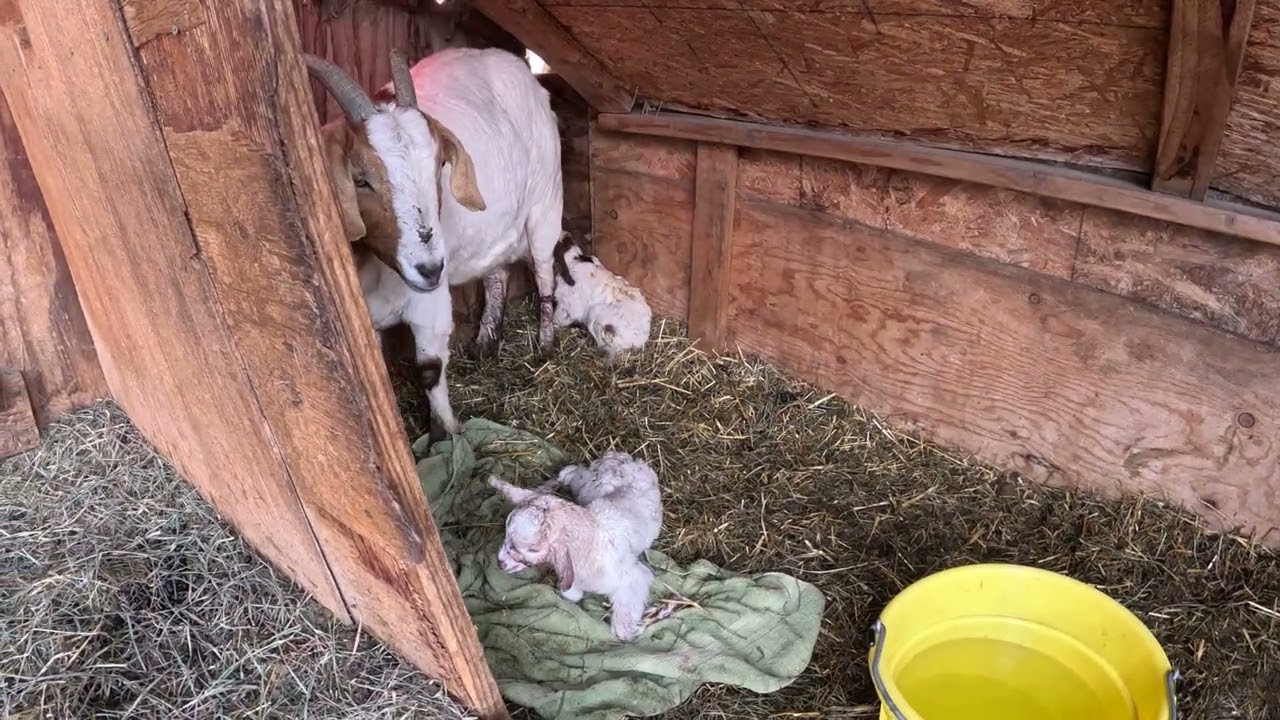 First babies2026 part2