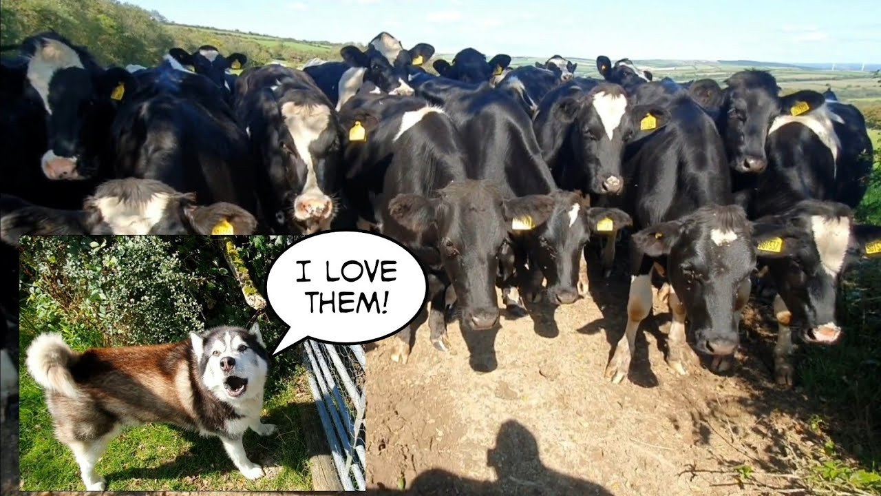 See what happens when a Malamute meets a herd of Cows