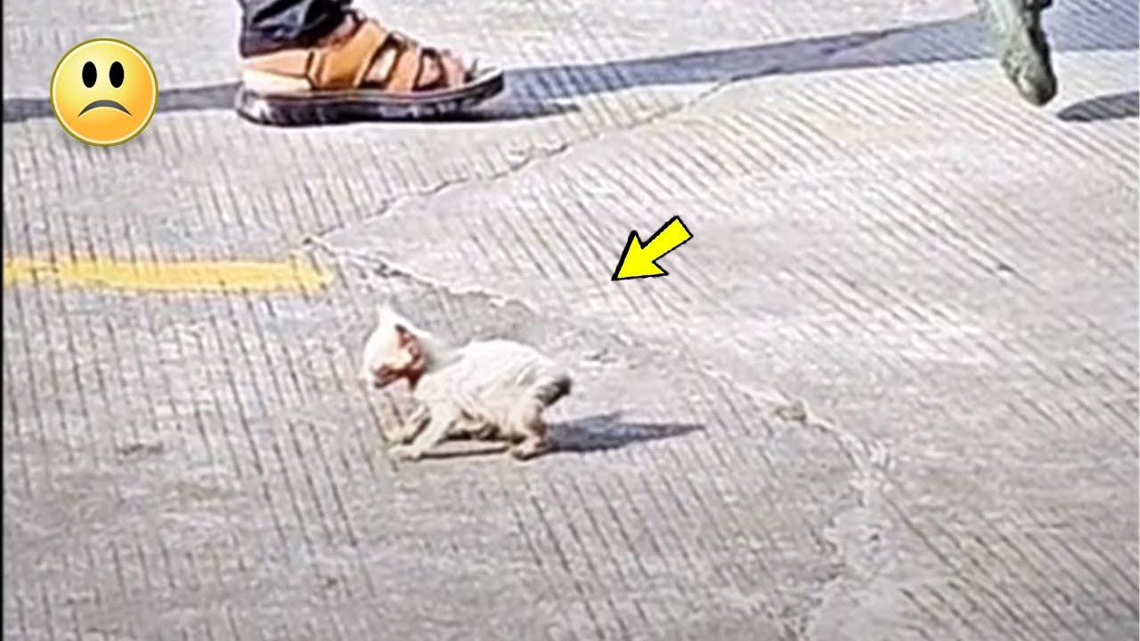 Слабый бездомный кот изо всех сил пытался позвать на помощь..