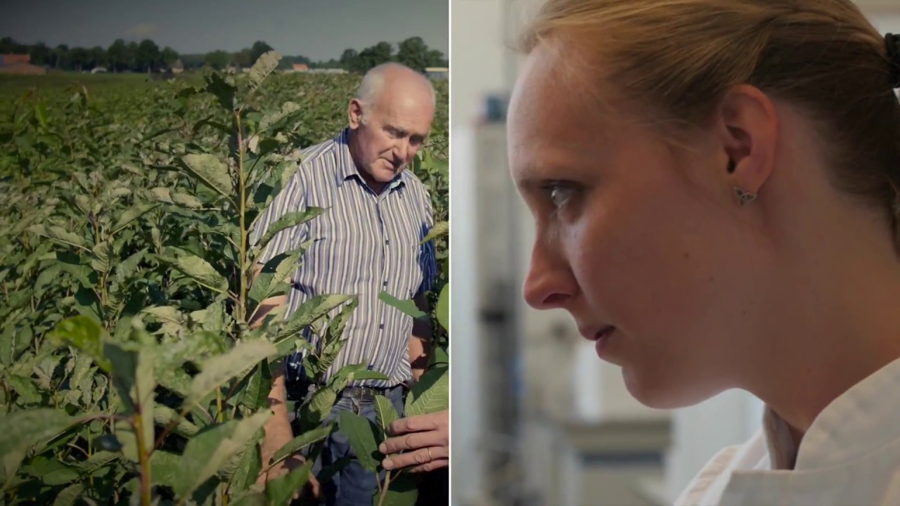 How does Systems Biology work?