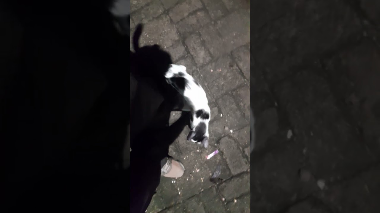 Kenapa ini... ...,   Panda .....tgl 22 Mei 2025