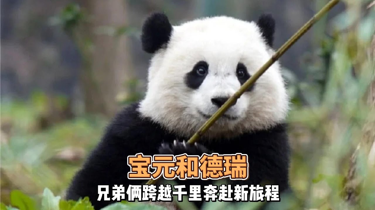 小电视机宝和娜宅宅德瑞跨越千里落户新疆，愿它们适应新境每天都有吃不完的新鲜竹笋、脆嫩竹子和香甜苹果