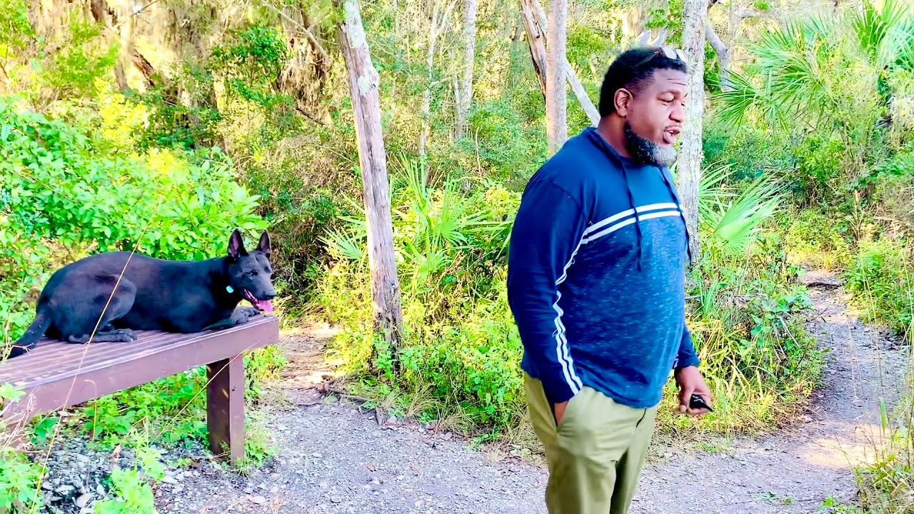 Best Dutch Shepherd Bloodline demonstration