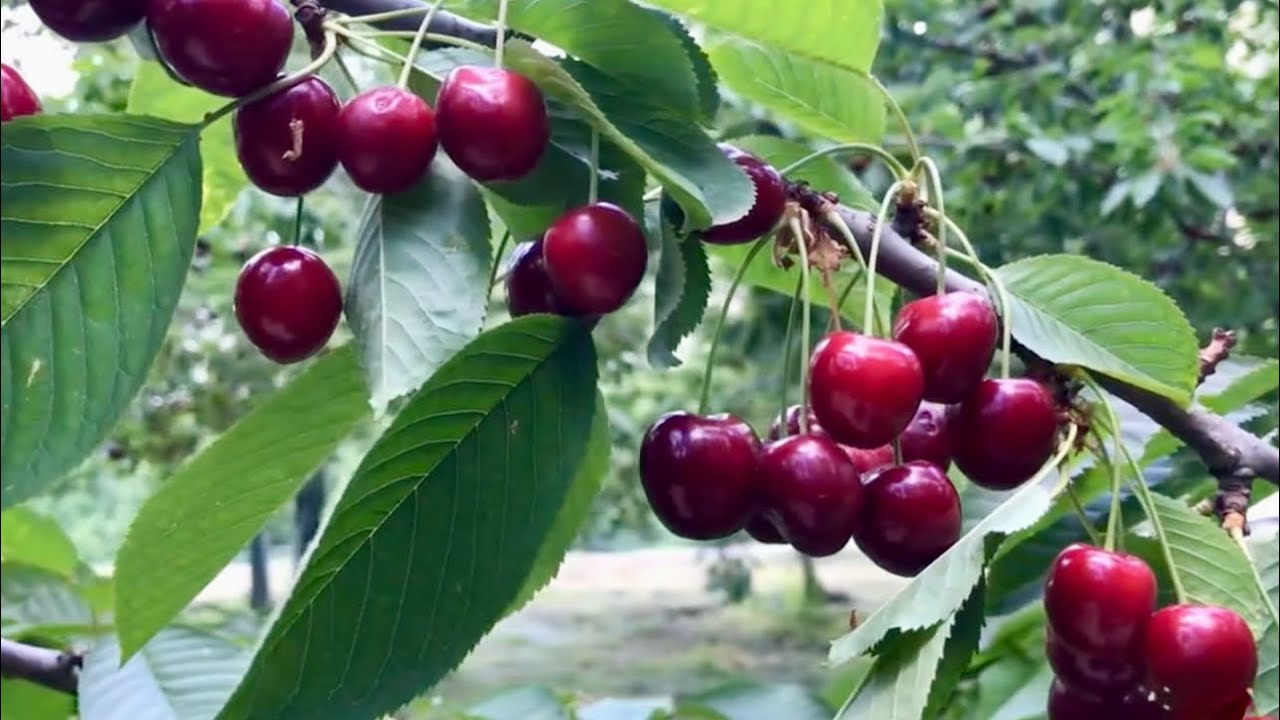 Cherry picking | Summer Vlog 
