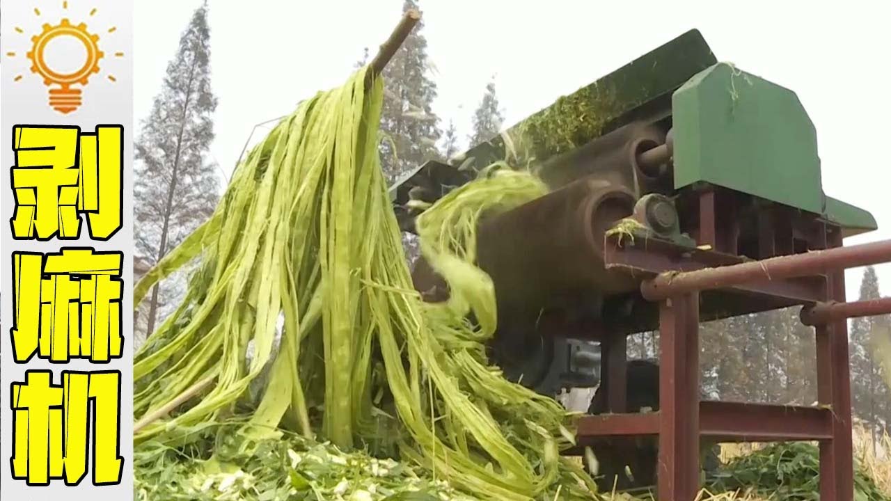 剝麻也玩釜底抽&ldquo;芯&rdquo;？大叔做夢研製出剝麻機，2秒剝皮遠超人工【發明迷】