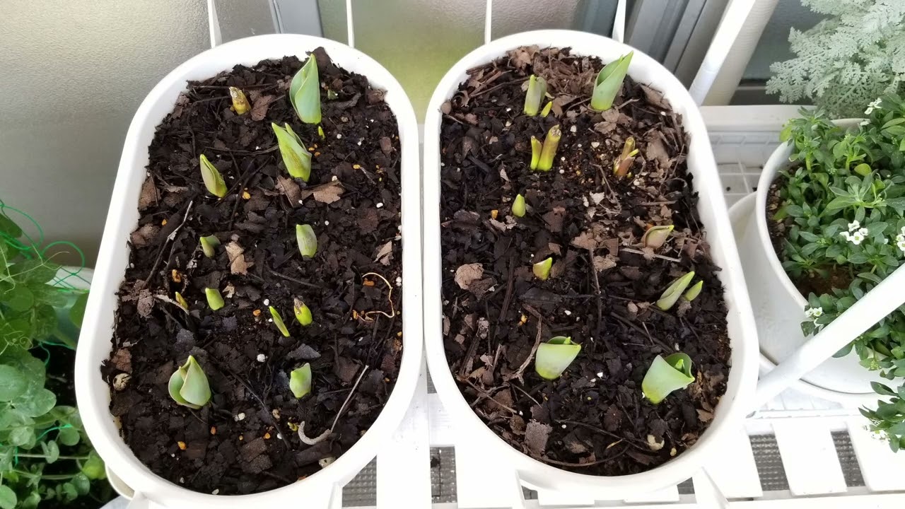 ベランダガーデンメモリアル⑦#gardening