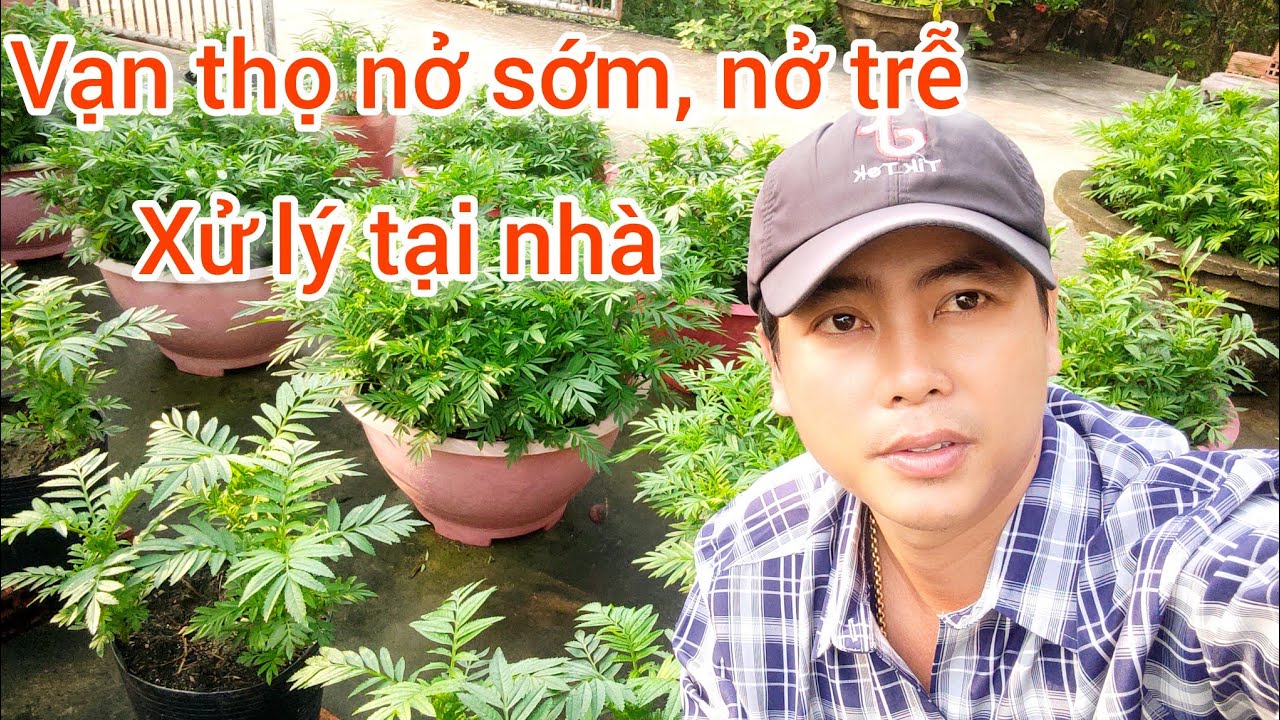 cách khắc phục vạn thọ nở sớm, vạn thọ nở trễ tại nhà, huỳnh tinh vlog