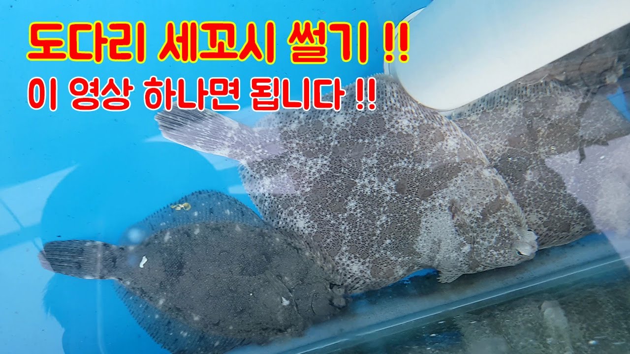 도다리 세꼬시 썰기!! 이 영상 하나로 끝내자!!