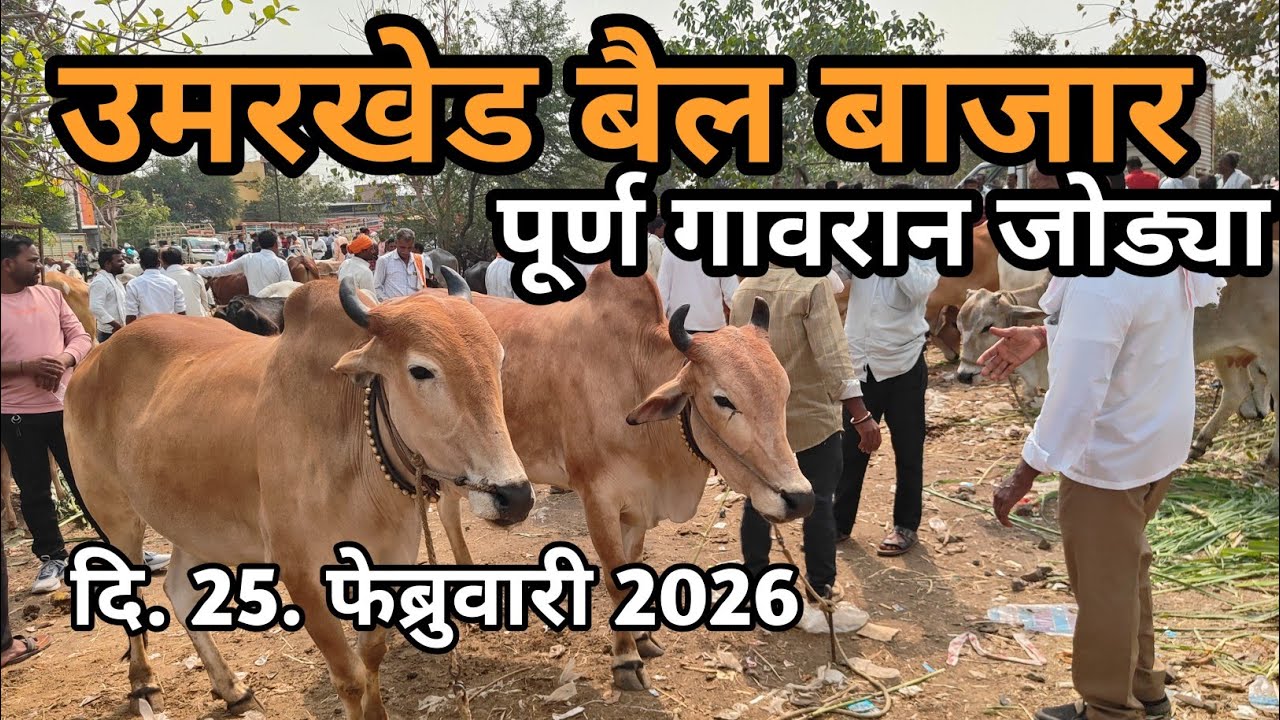 उमरखेड बैलबाजार 💥UNMARKED BAIL BAZAR 🔥OX MARKET 🌎OMKARKALEE  💥bail bazar ki video 