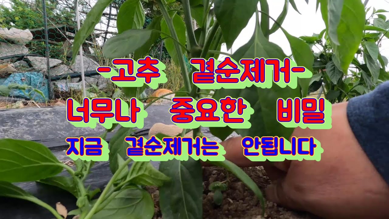 고추곁순제거에는 많은 비밀이 있습니다  다년간 실험해본 결과를 알려 드립니다