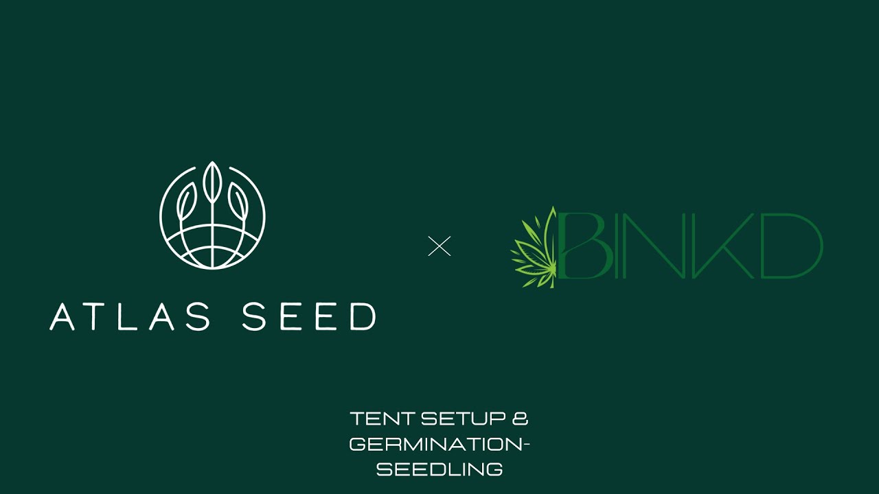 Beginner Autoflower Run | Tent Setup & Germination-Seedling