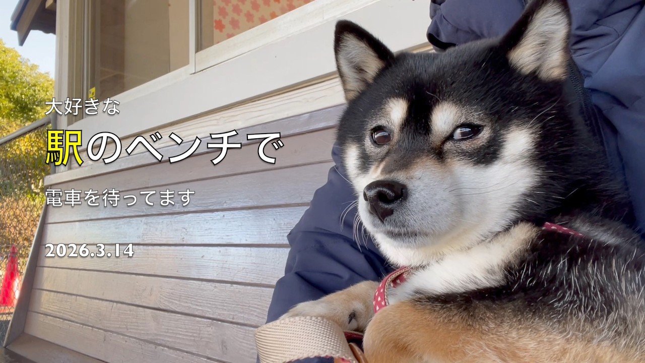 【駅のベンチで電車を待ってます】もうすぐ来るみたいだね(2026.3.14)🐶【昔保護犬だった黒柴ツバちゃん】