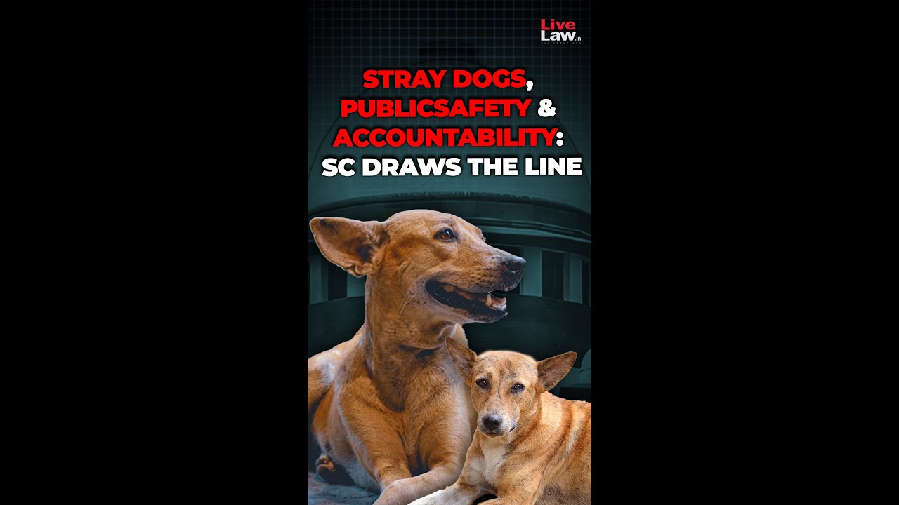 Stray Dogs, Public Safety & Accountability: Supreme Court Draws the Line