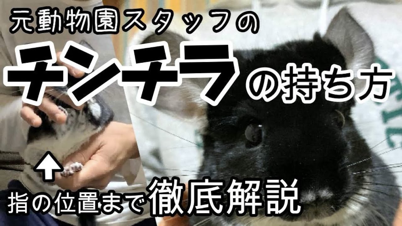 チンチラの保定＆抱っこトレーニング【元動物園飼育員が解説】