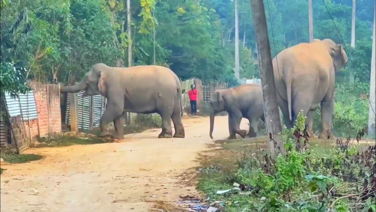 “Rare Elephant Family Moment Caught on Camera”5 January 2026 #assam #animals 