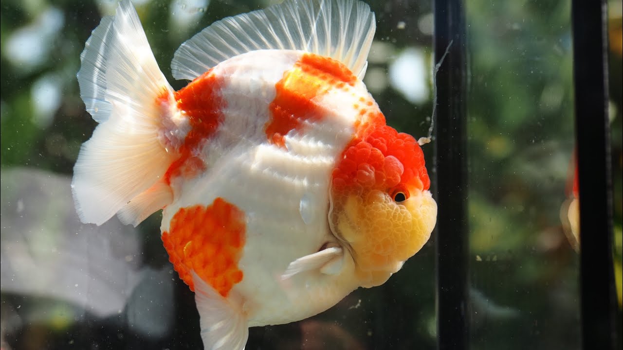Godzilla Shogun Farm #beautifuloranda #oranda #godzilla