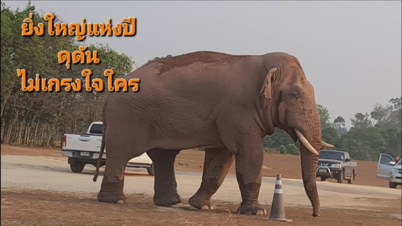 ยิ่งใหญ่แห่งปี (ตัวโตดุดันไม่เกรงใจใคร)