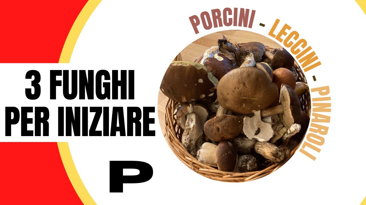 Porcini, Leccini, Pinaroli: 3 funghi per principianti