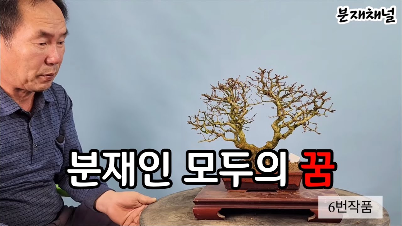 분재쇼핑-세지소사 80시리즈. 분재인 모두의 꿈