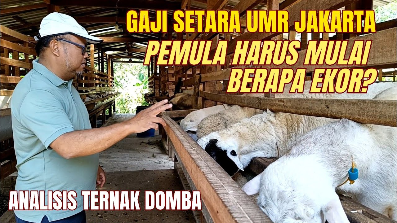 AGAR BISA KAYA dari TERNAK DOMBA‼️ HARUS MULAI dari MANA⁉️