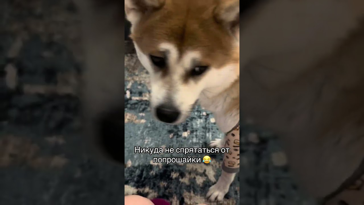 Акита ину попрошайка 