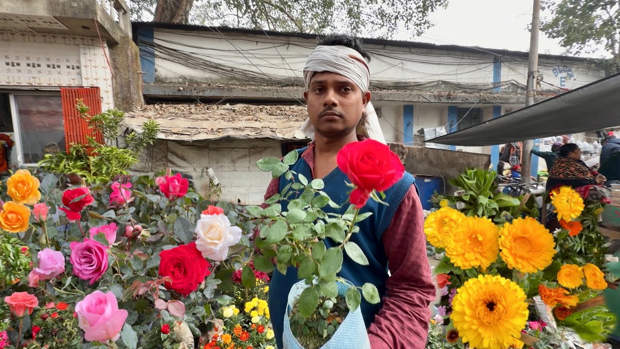 Galiffstreet Market Affordable Rose & winter Flower Plant with Name & Price | Best Flowers Forever 