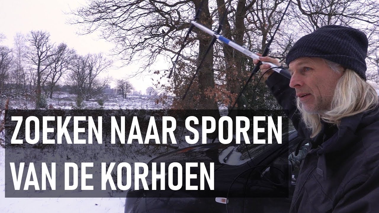 Korhoenders op de Sallandse Heuvelrug