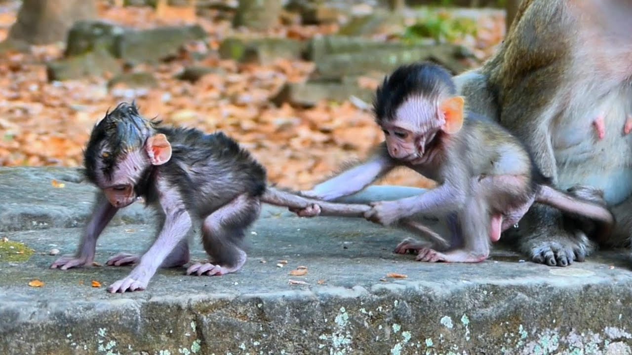 Amazing clip! Little baby (Jagger and Elma) Jinx and Elsa are so adorable action. | AmberTroop
