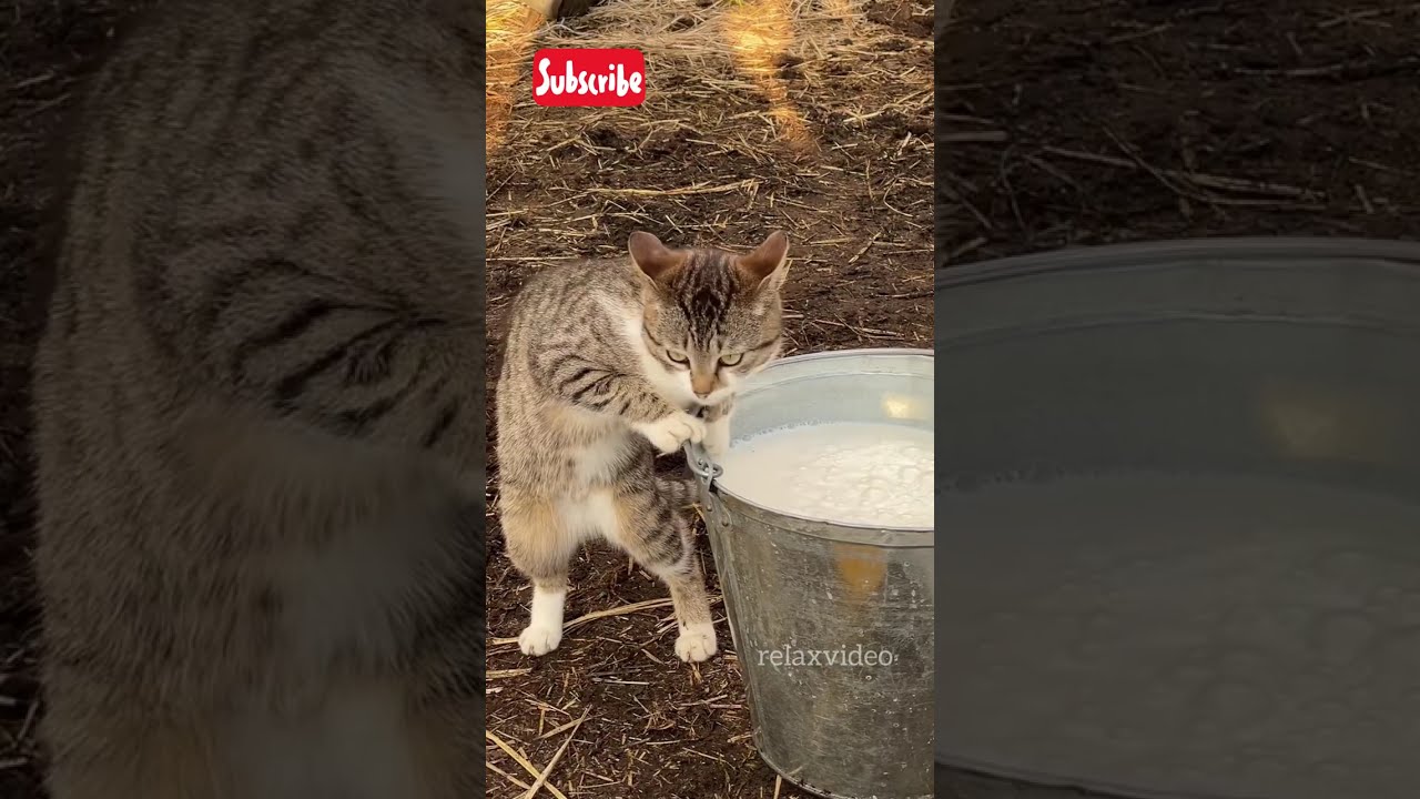 Cats TOP 25 Funny Cats. Jokes with cats. Cats, kitties. #cat #cute #cutecat #cute #funnycatsplaying