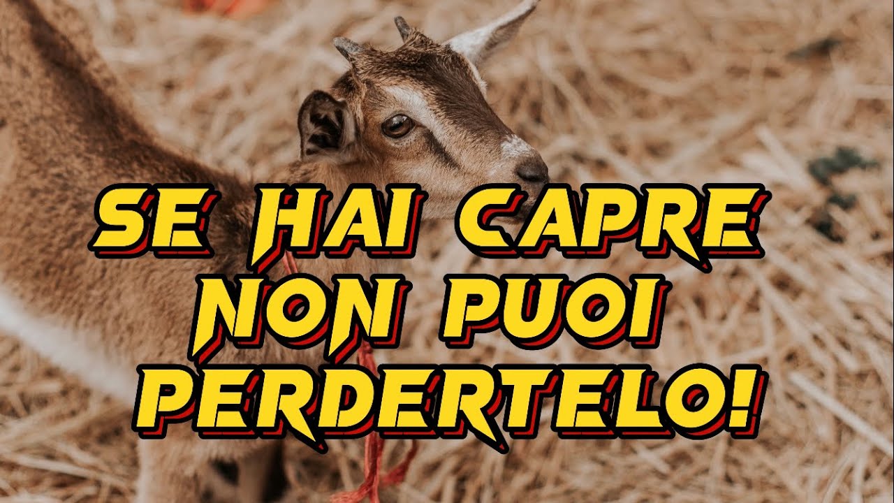 CAPRE | Come Gestire Al Meglio La Riproduzione Delle Capre
