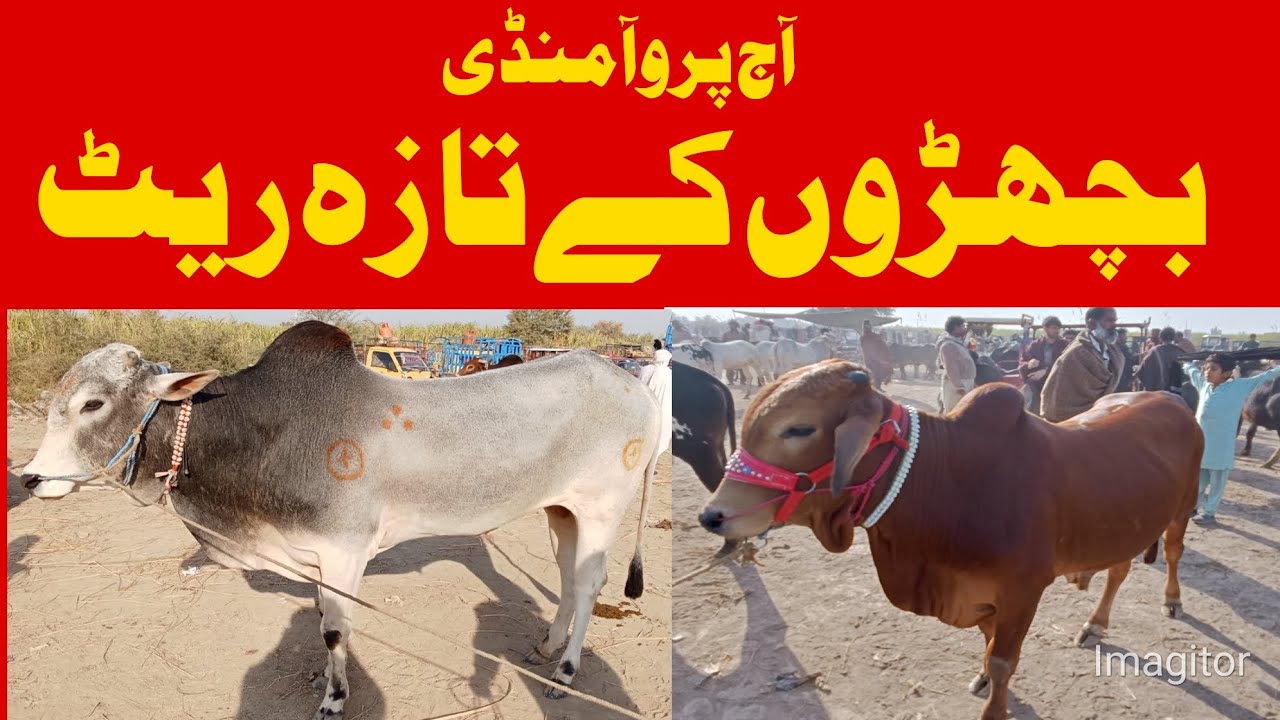 Today's Paroa Cow🐄 Mandi VIP Bachry | Cross-able Bachry 🐂| Kattian | Young Buffalo | Dairy Farming ,