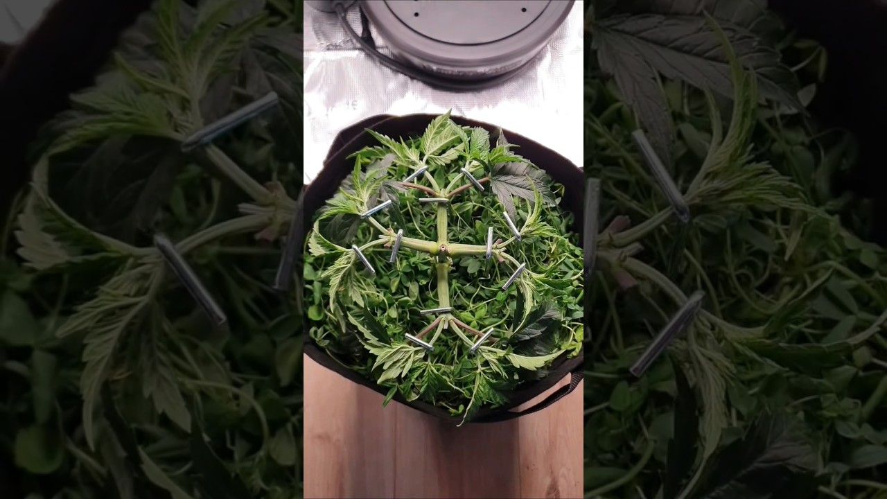 Blueberry Muffin Mainlining & Low Stress Training
