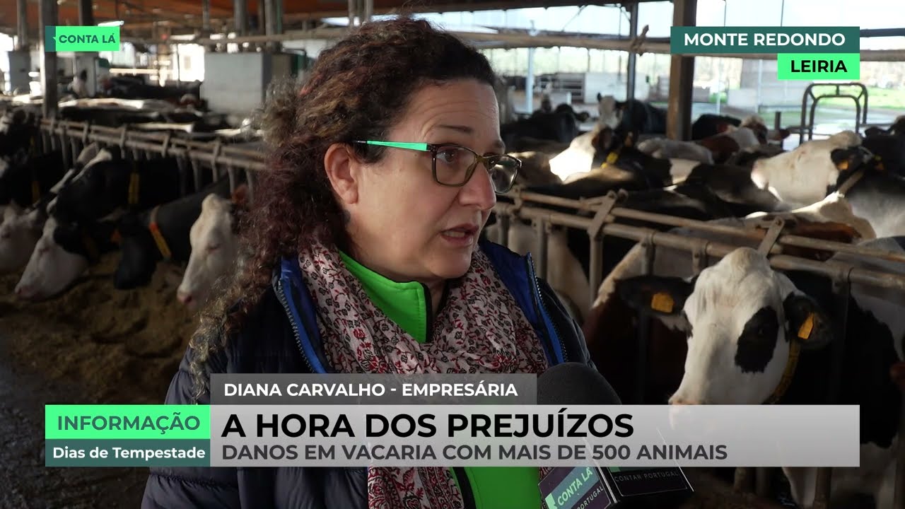 Vacaria fica a céu aberto e seis hectares de estufas destruídos em Leiria
