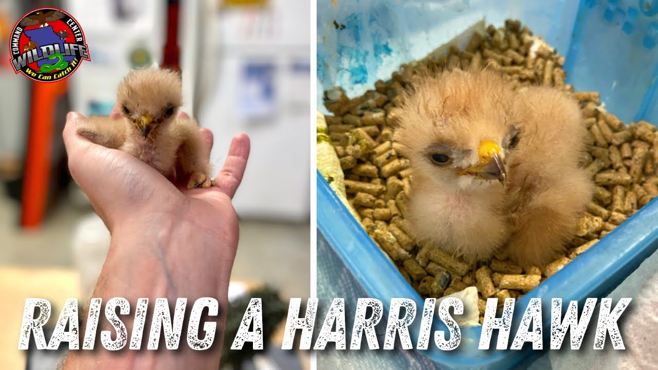 Raising A Baby Hawk | Wildlife Command Center - Ep.1