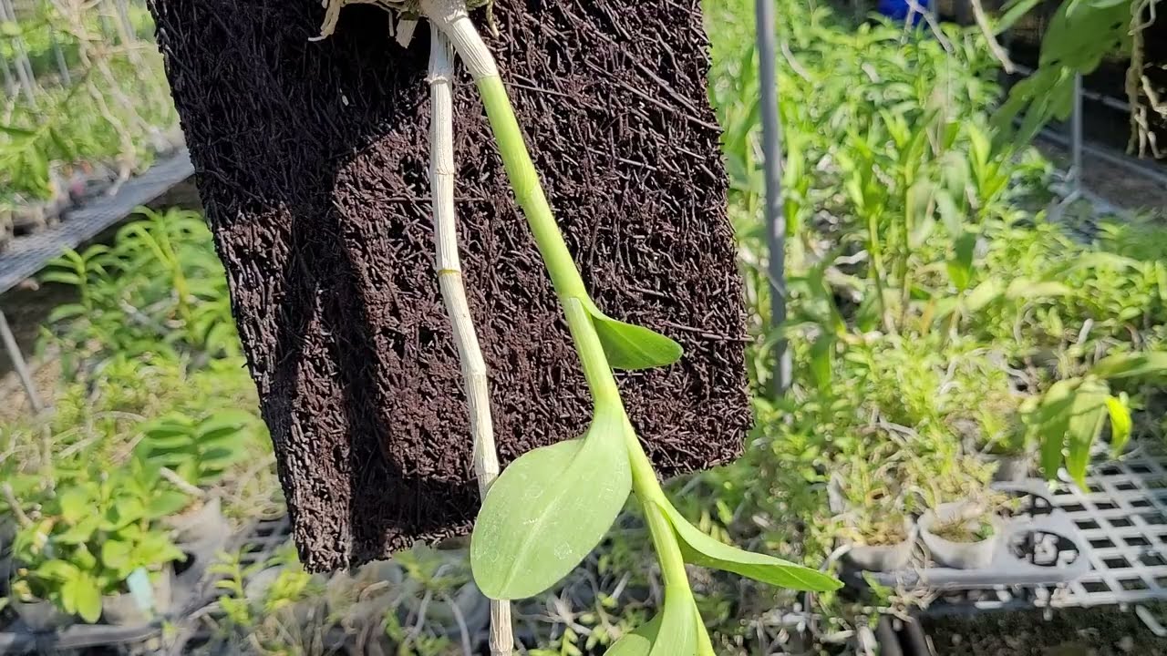 高芽上板後該注意的重點，炎熱夏天肥料怎麼調整