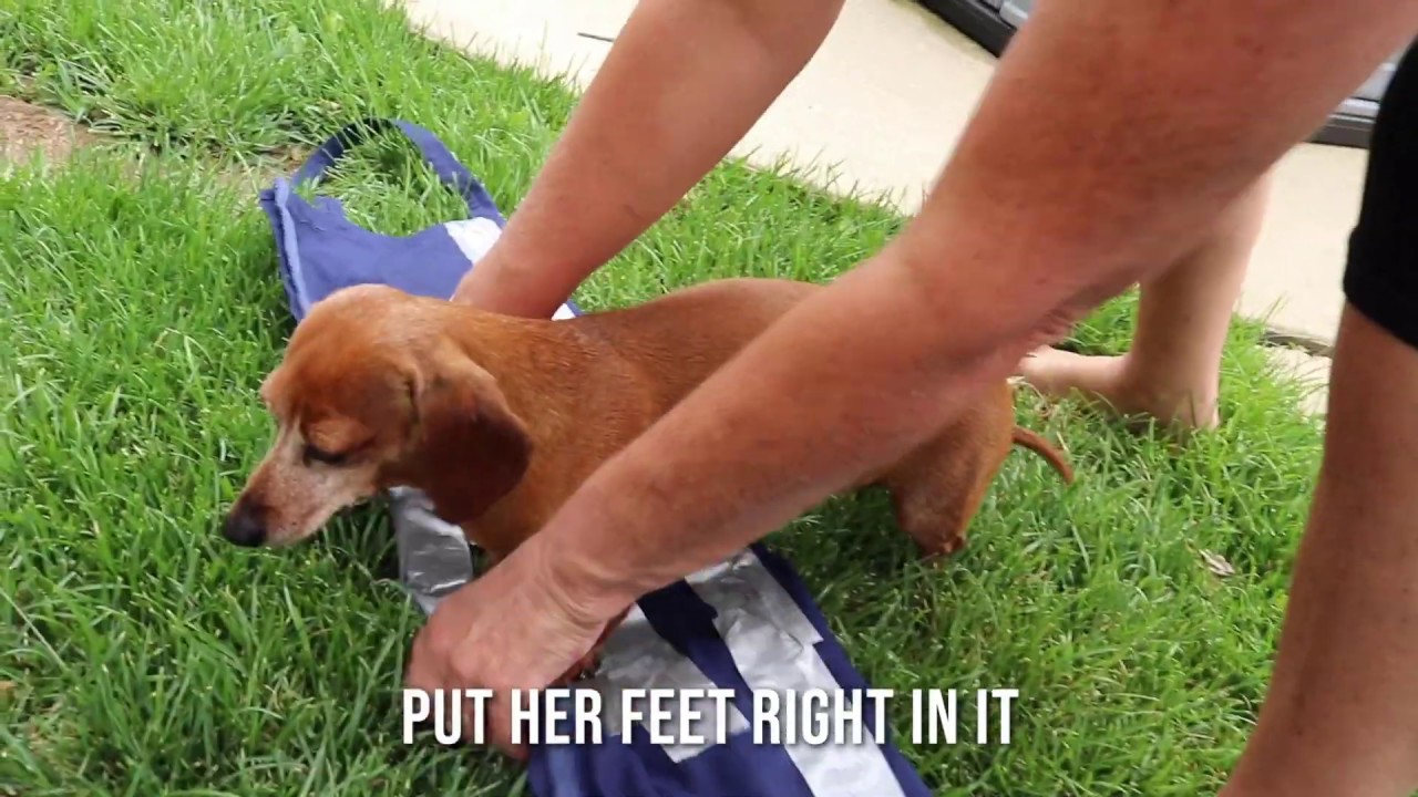 IVDD Dachshund Sling Tutorial