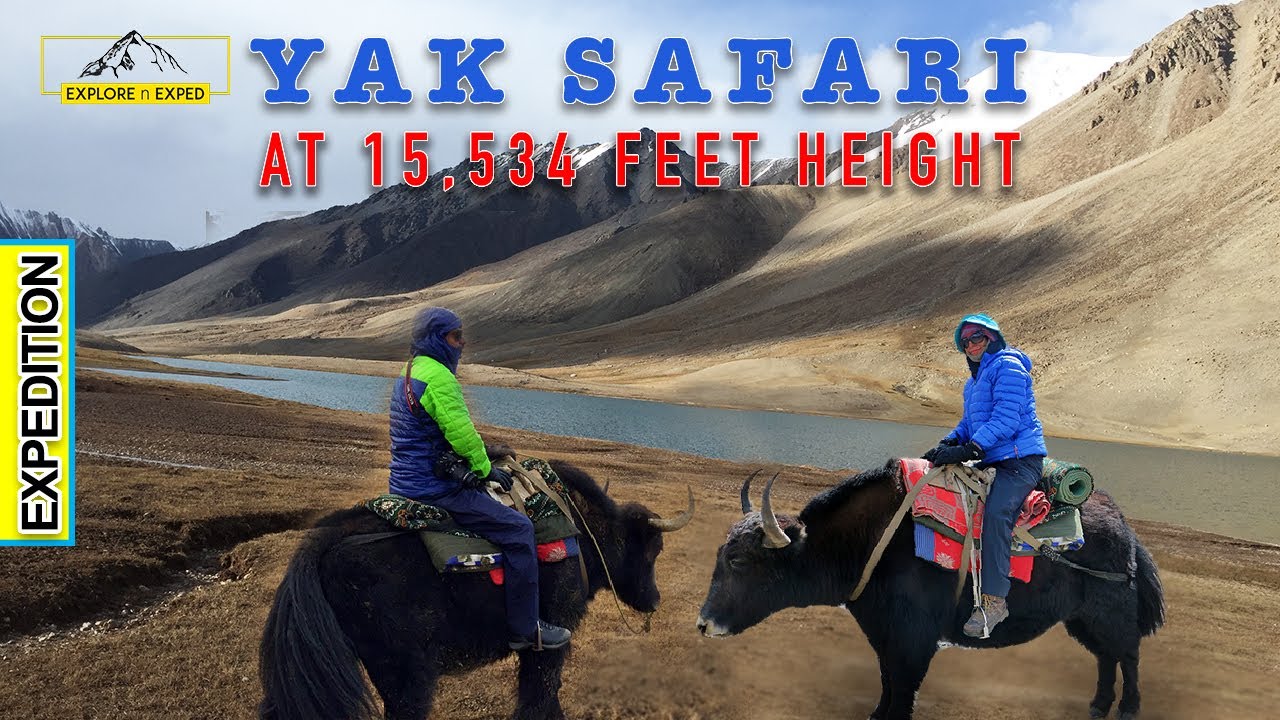 Yak Safari at 15,534 feet | Shimshal Pass | Minglik Sar | ExplorenExped | North of Pakistan