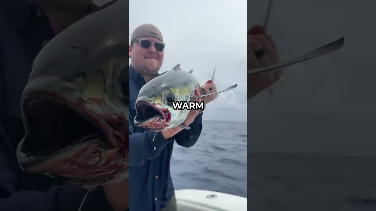 Would you chase down a Skipjack Tuna?