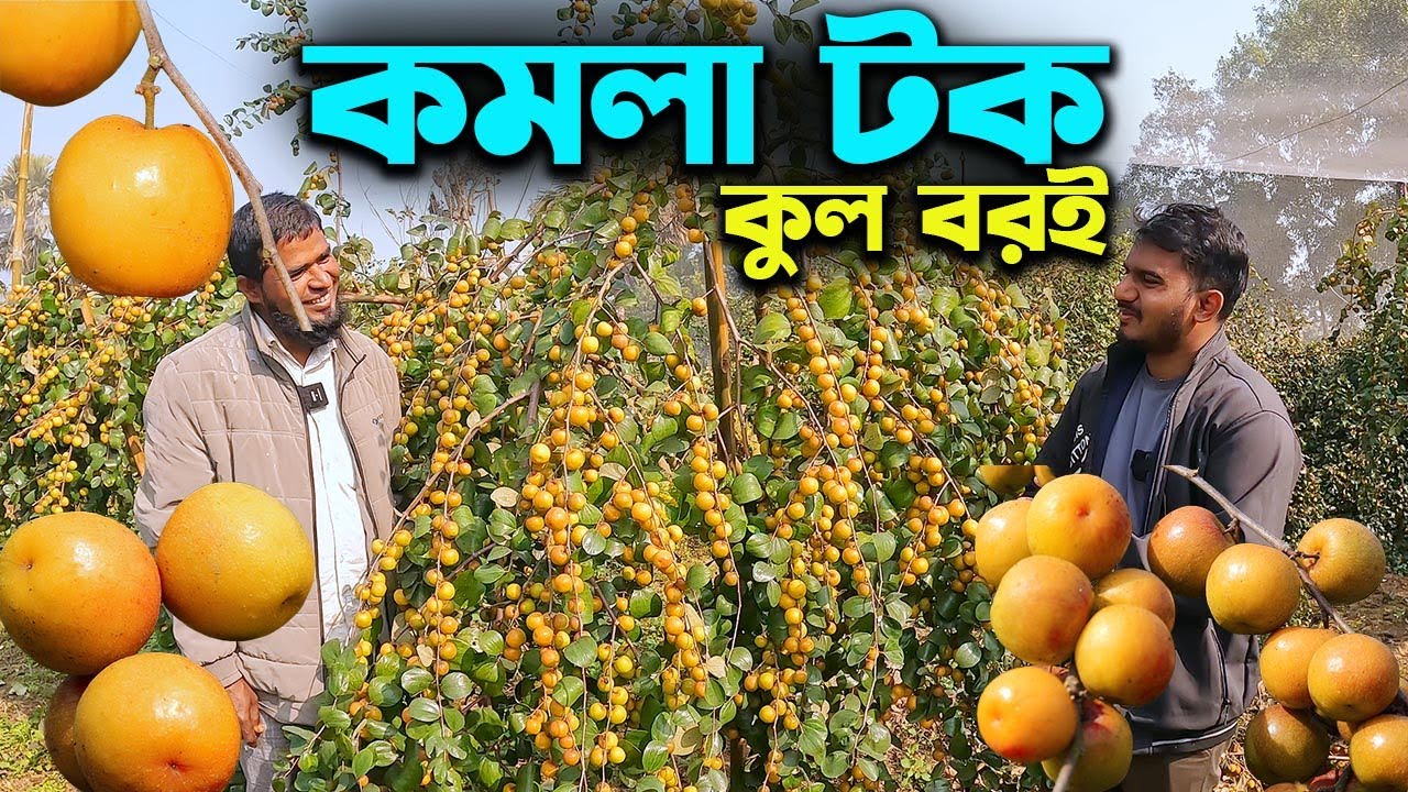 কমলা টক কুল বরই চাষে সম্ভাবনা দেখছেন কৃষক | Ep-1010