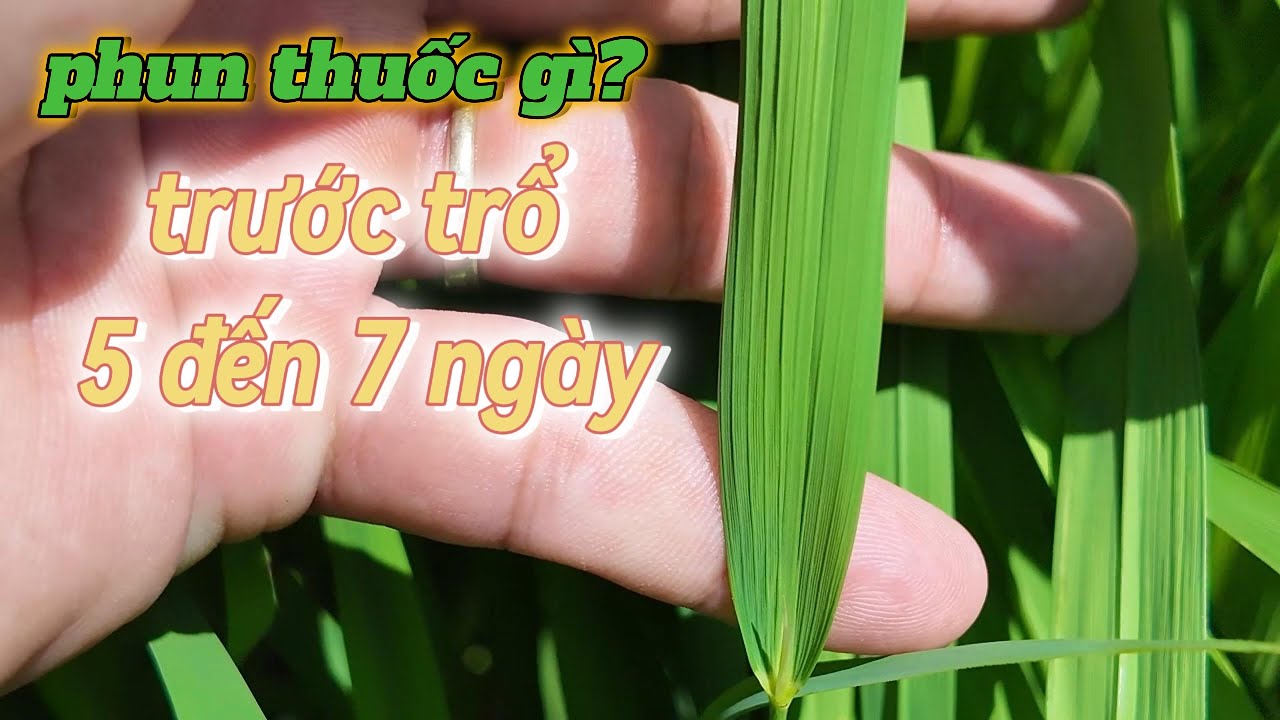 lúa trước trổ 5 đến 7 ngày phun thuốc gi? để quản lý sâu bệnh rầy l Thanhdotv