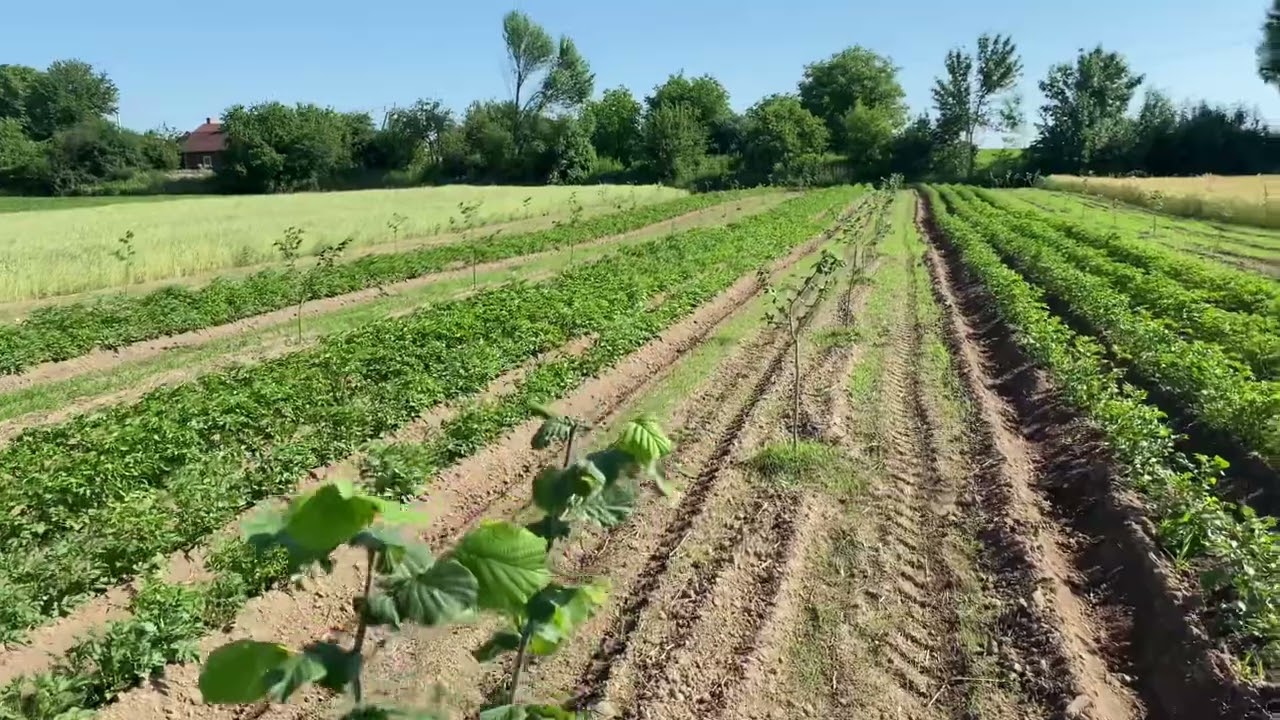 Фундуковий сад привитий на медвежий горіх.