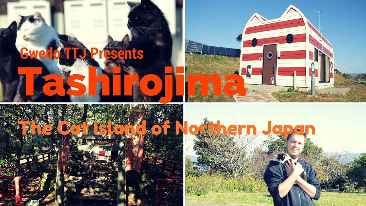 Tashirojima, The Cat Island of Northern Japan.