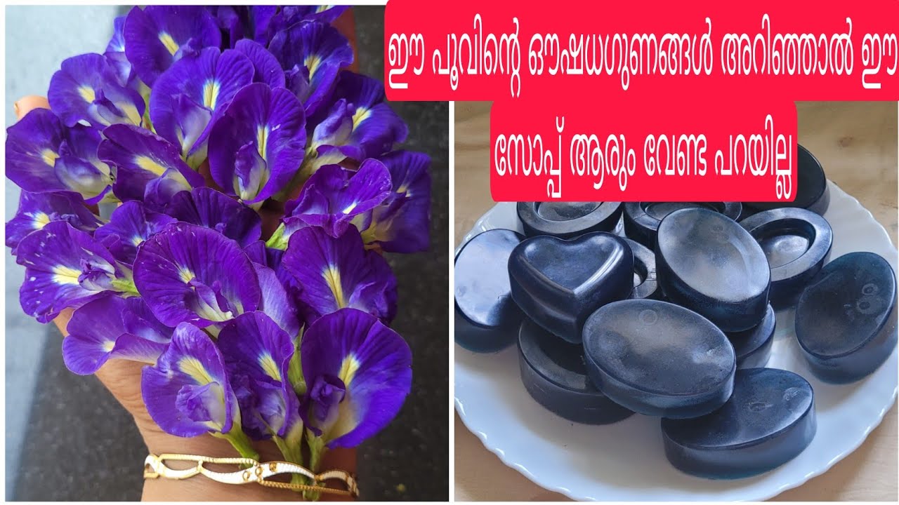 നിങ്ങൾക്ക് ശംഖുപുഷ്പം സോപ്പ് മേക്കിങ്. കിറ്റ് തയ്യാറാക്കുന്നത് വിധം എല്ലാം പഠിക്കാം #shymasworld